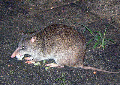 Long-nosed Bandicoot